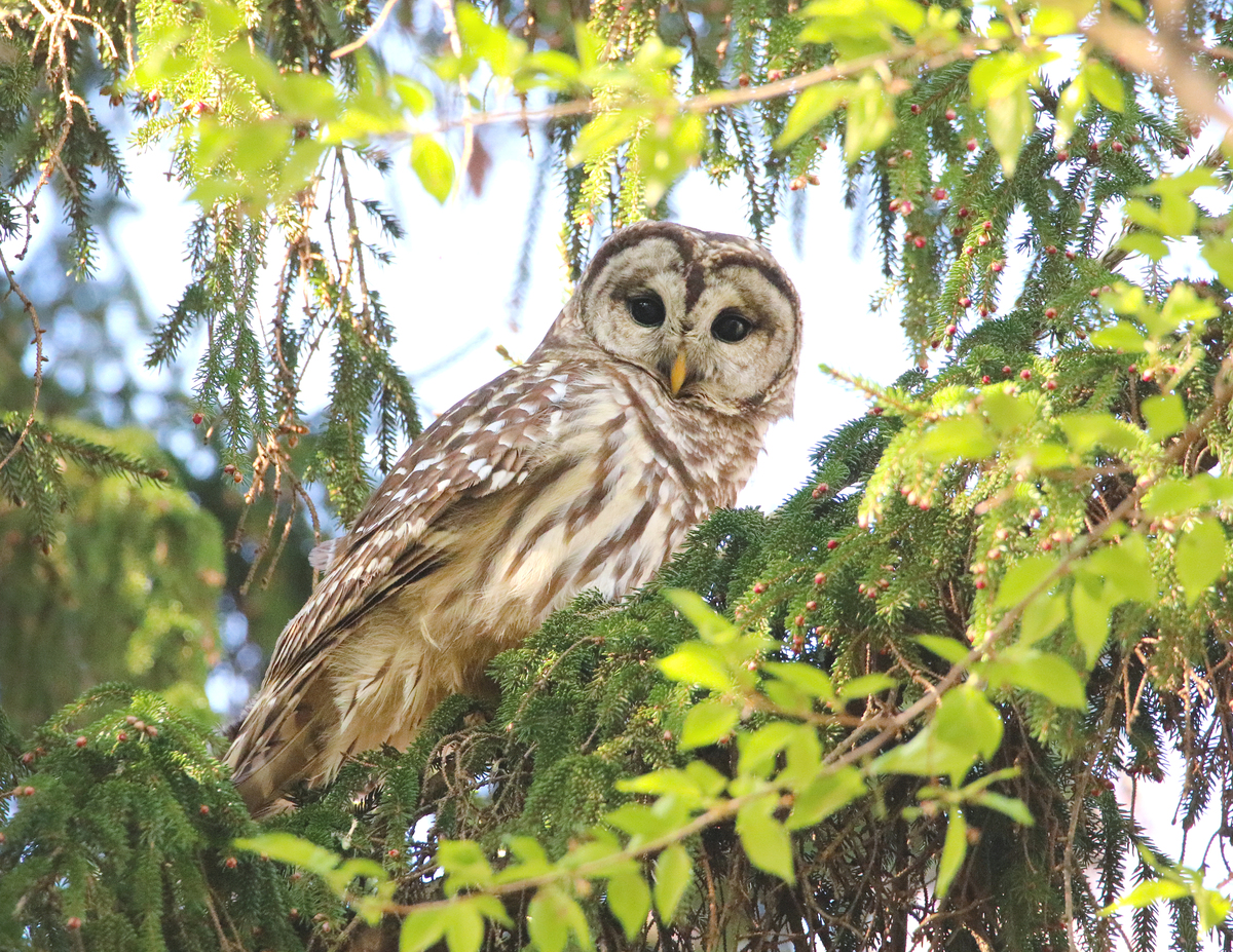 Barred Owl perching